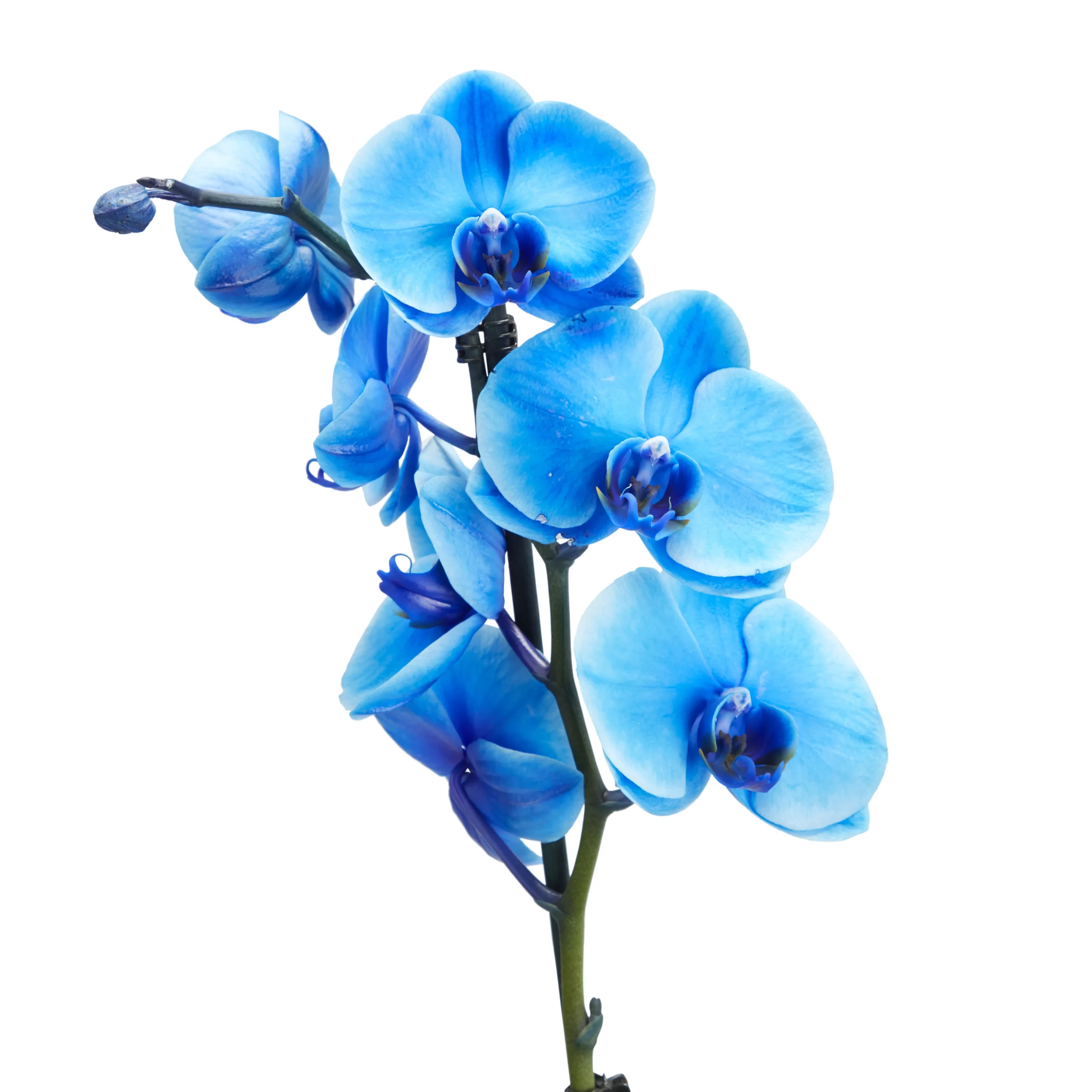 Single Stem Blue Moth Orchid In 12cm Clear Plastic Grow Pot 4 Single Stem Blue Moth Orchid In 12cm Clear Plastic Grow Pot - Image 2