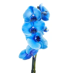 Single Stem Blue Moth Orchid In 12cm Clear Plastic Grow Pot 7 Single Stem Blue Moth Orchid In 12cm Clear Plastic Grow Pot -Gardens And Landscaping single stem blue moth orchid in 12cm clear plastic grow pot3663602462927 37c bq