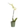 Single Stem Orchid In 12cm Assorted Ceramic Decorative Pot 1 Single Stem Orchid In 12cm Assorted Ceramic Decorative Pot -Gardens And Landscaping single stem orchid in 12cm assorted ceramic decorative pot3663602462941 02c bq