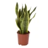 Snake Plant In 14cm Terracotta Plastic Grow Pot 1 Snake Plant In 14cm Terracotta Plastic Grow Pot -Gardens And Landscaping snake plant in 14cm terracotta plastic grow pot3663602462576 02c bq