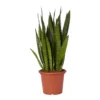 Snake Plant In 25cm Plastic Pot -Gardens And Landscaping snake plant in 25cm plastic pot5059340224657 02c