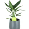 Strelitzia In 13cm Dark Grey Ceramic Decorative Pot 1 Strelitzia In 13cm Dark Grey Ceramic Decorative Pot -Gardens And Landscaping strelitzia in 13cm dark grey ceramic decorative pot5059340224343 02c