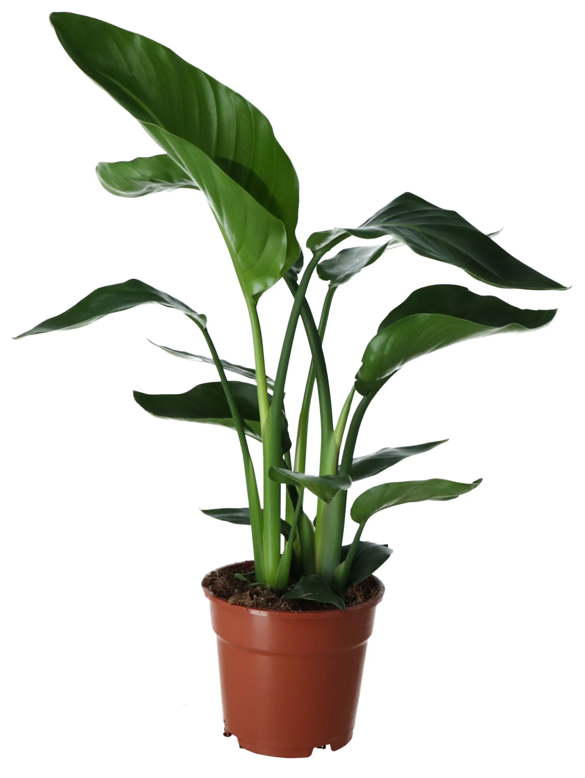 Strelitzia In 17cm Terracotta Plastic Grow Pot 3 Strelitzia In 17cm Terracotta Plastic Grow Pot
