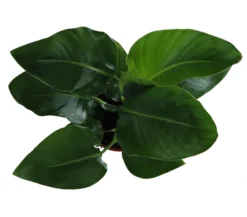 Strelitzia In 17cm Terracotta Plastic Grow Pot 5 Strelitzia In 17cm Terracotta Plastic Grow Pot -Gardens And Landscaping strelitzia in 17cm terracotta plastic grow pot5059340224374 36c