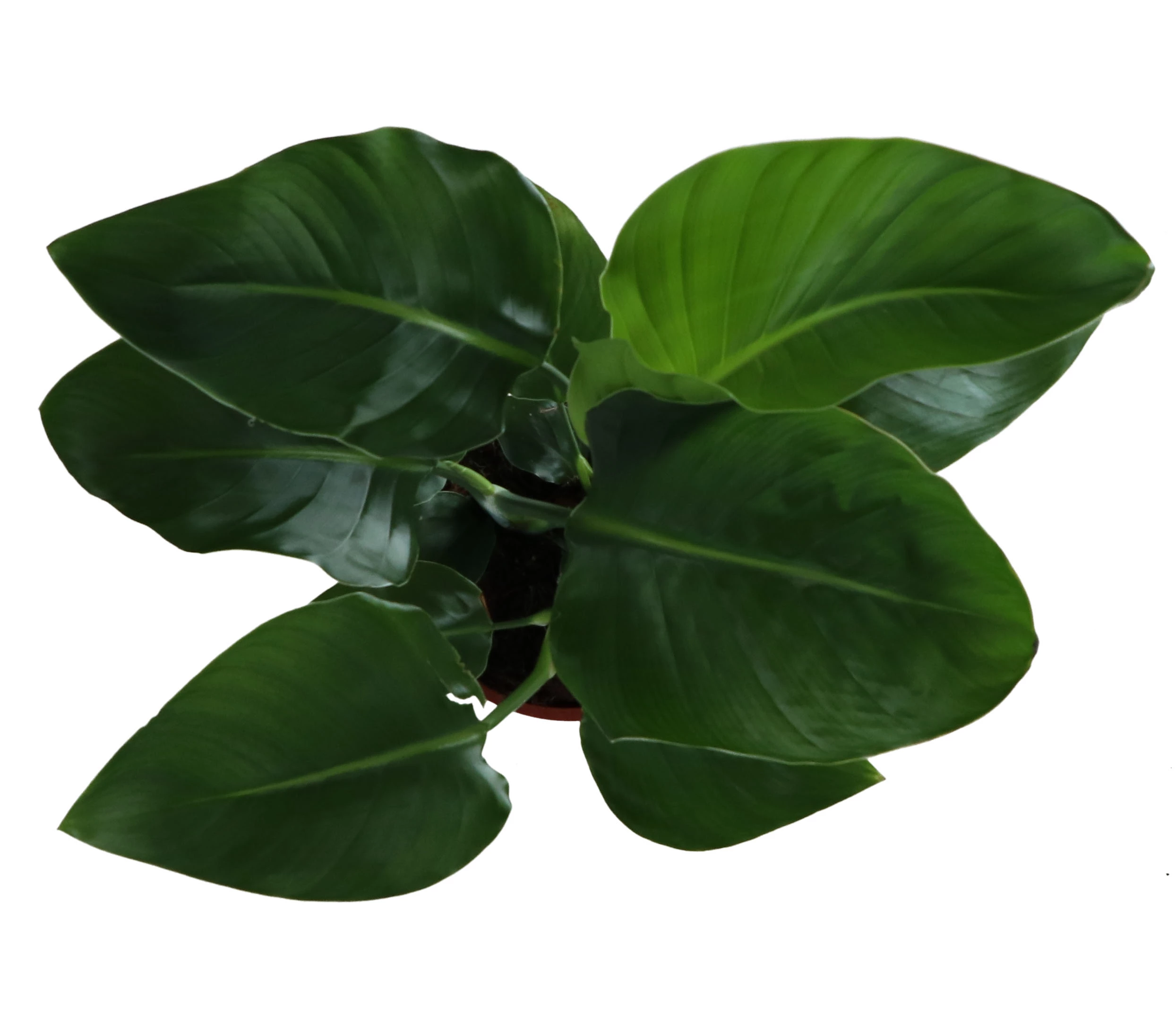 Strelitzia In 17cm Terracotta Plastic Grow Pot 4 Strelitzia In 17cm Terracotta Plastic Grow Pot - Image 2