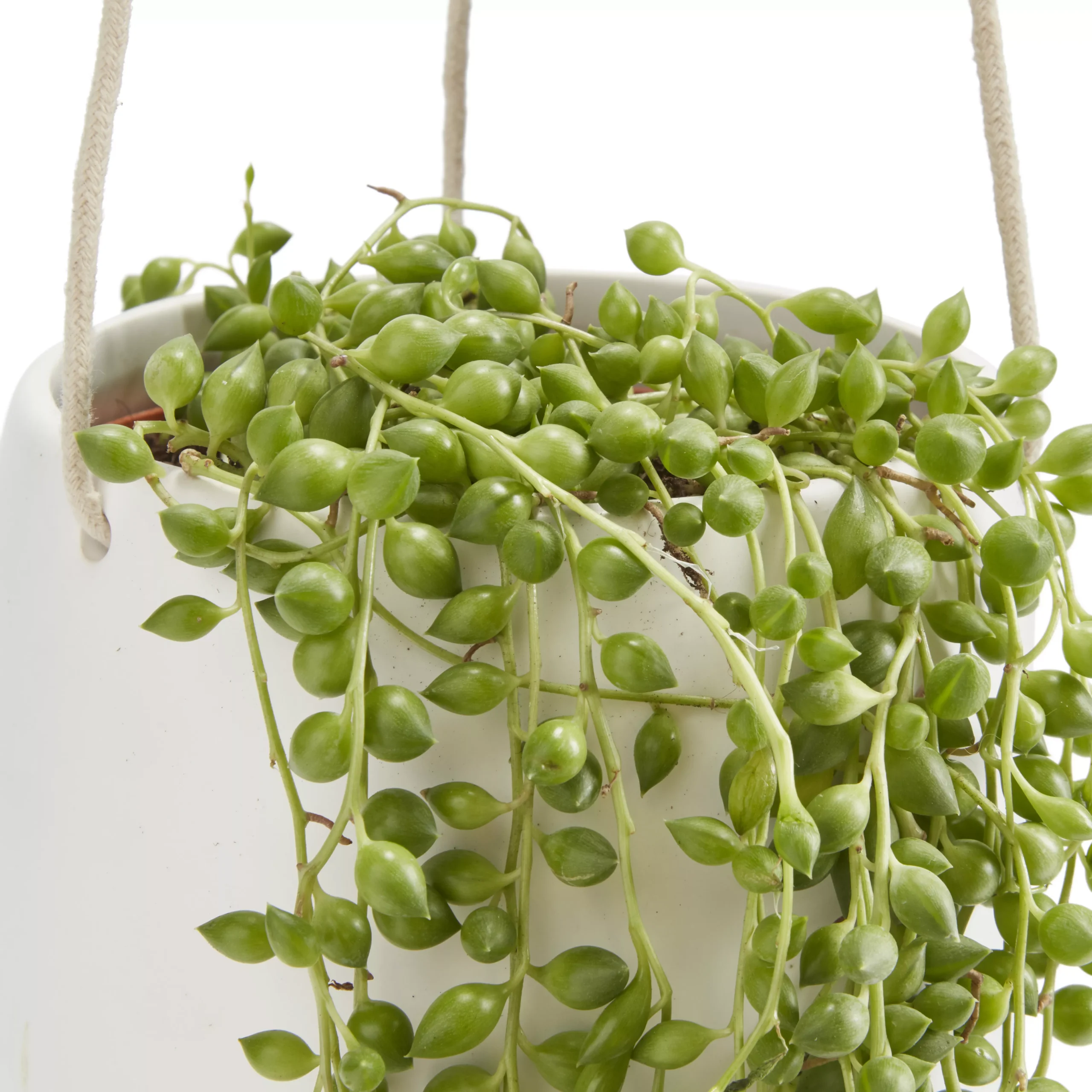 String Of Beads In 13cm White Ceramic Hanging Pot 4 String Of Beads In 13cm White Ceramic Hanging Pot - Image 2
