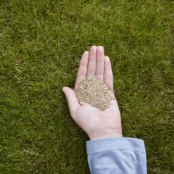 Verve Easy Start Coated Grass Seeds, 1.5kg -Gardens And Landscaping verve easy start coated grass seeds 1 5kg3663602947493 01i