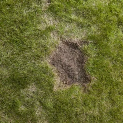 Verve Easy Start Coated Grass Seeds, 1.5kg -Gardens And Landscaping verve easy start coated grass seeds 1 5kg3663602947493 04i