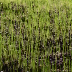 Verve Family & Sports Grass Seeds, 10kg 23 Verve Family & Sports Grass Seeds, 10kg -Gardens And Landscaping verve family sports grass seeds 10kg3663602947516 10i