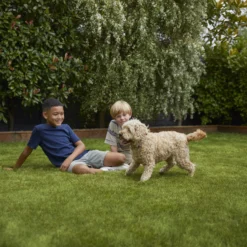 Verve Family & Sports Grass Seeds, 5kg -Gardens And Landscaping verve family sports grass seeds 5kg3663602947516 05i