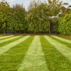 Verve Fine English Grass Seeds, 1.25kg -Gardens And Landscaping verve fine english grass seeds 1 25kg3663602947592 01i