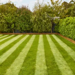 Verve Fine English Grass Seeds, 1.25kg -Gardens And Landscaping verve fine english grass seeds 1 25kg3663602947592 02i