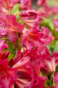 Verve Mamaterra Ericaceous Plant Feed Granules 100m² 2.5kg -Gardens And Landscaping verve mamaterra ericaceous plant feed granules 100m 2 5kg5063022034809 01i