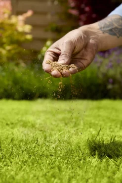 Verve Mamaterra Lawn Feed Granules 100m² 2.5kg -Gardens And Landscaping verve mamaterra lawn feed granules 100m 2 5kg5063022034779 02i