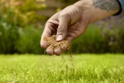 Verve Mamaterra Lawn Feed Granules 100m² 2.5kg -Gardens And Landscaping verve mamaterra lawn feed granules 100m 2 5kg5063022034779 03i