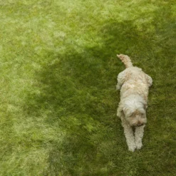 Verve Shady Grass Seeds, 1.25kg 10 Verve Shady Grass Seeds, 1.25kg -Gardens And Landscaping verve shady grass seeds 1 25kg3663602947554 01i