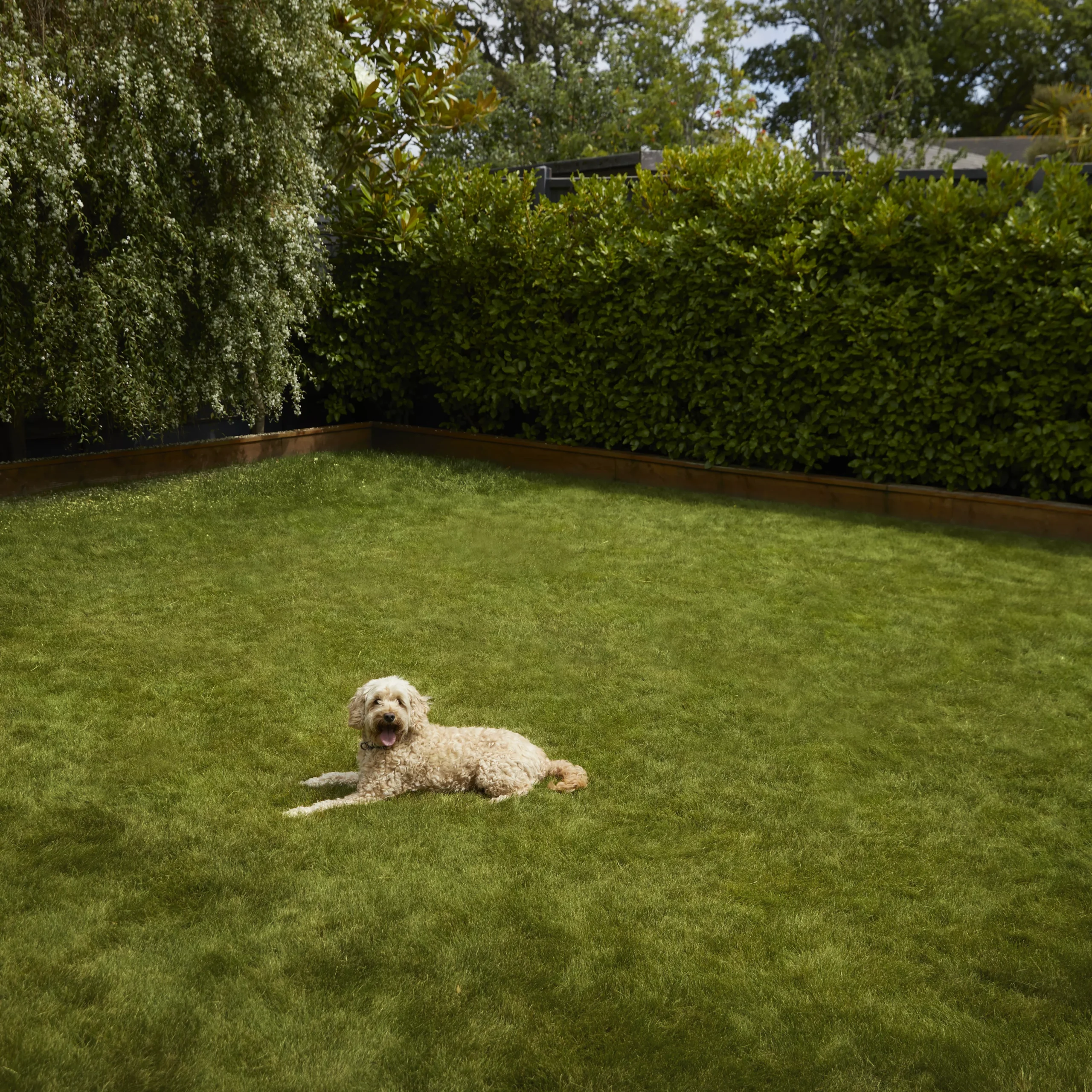 Verve Shady Grass Seeds, 1.25kg 7 Verve Shady Grass Seeds, 1.25kg - Image 5