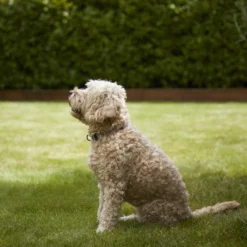 Verve Shady Grass Seeds, 5kg -Gardens And Landscaping verve shady grass seeds 5kg3663602947554 02i