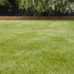 Verve Universal Grass Seeds, 1.5kg -Gardens And Landscaping verve universal grass seeds 1 5kg3663602947455 01i