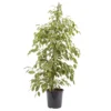 Weeping Fig In 21cm Black Plastic Grow Pot -Gardens And Landscaping weeping fig in 21cm black plastic grow pot3663602462606 22c bq
