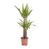 Yucca In 19cm Terracotta Plastic Grow Pot -Gardens And Landscaping yucca in 19cm terracotta plastic grow pot3663602463719 02c bq