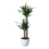 Yucca In 24cm Assorted Ceramic Decorative Pot -Gardens And Landscaping yucca in 24cm assorted ceramic decorative pot5059340832647 02c