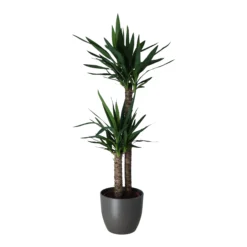 Yucca In 24cm Assorted Ceramic Decorative Pot -Gardens And Landscaping yucca in 24cm assorted ceramic decorative pot5059340832647 22c