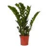 Zamiolculcas In 21cm Terracotta Plastic Grow Pot -Gardens And Landscaping zamiolculcas in 21cm terracotta plastic grow pot5059340224541 02c